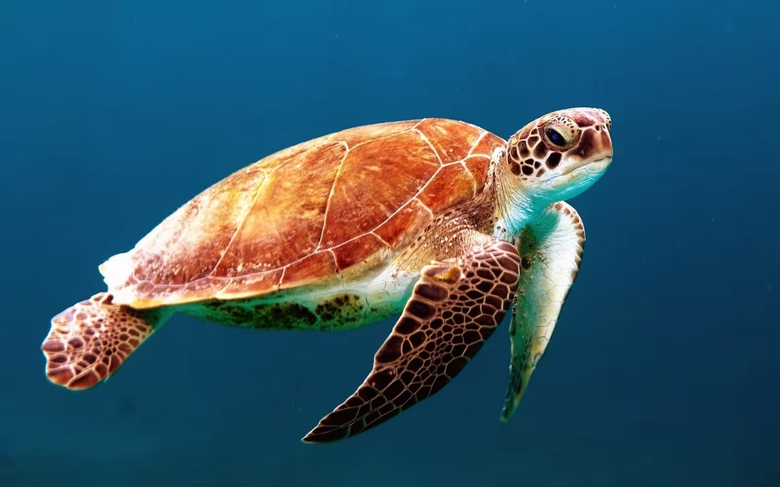 A brown sea turtle with white lines in a cellular pattern on their flippers swims through a blue ocean.