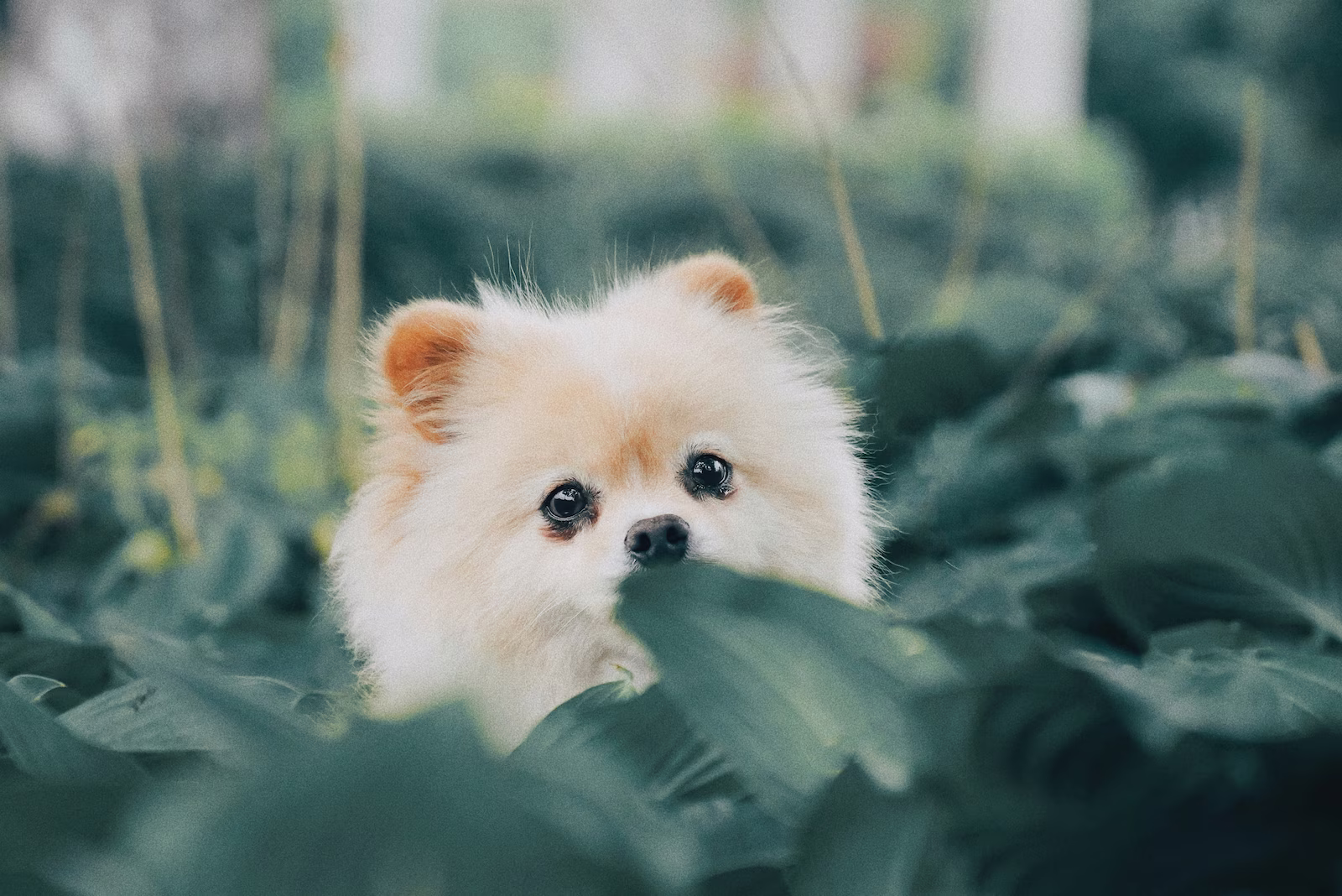 A fluffy little white dark peeks out from a leafy plant.