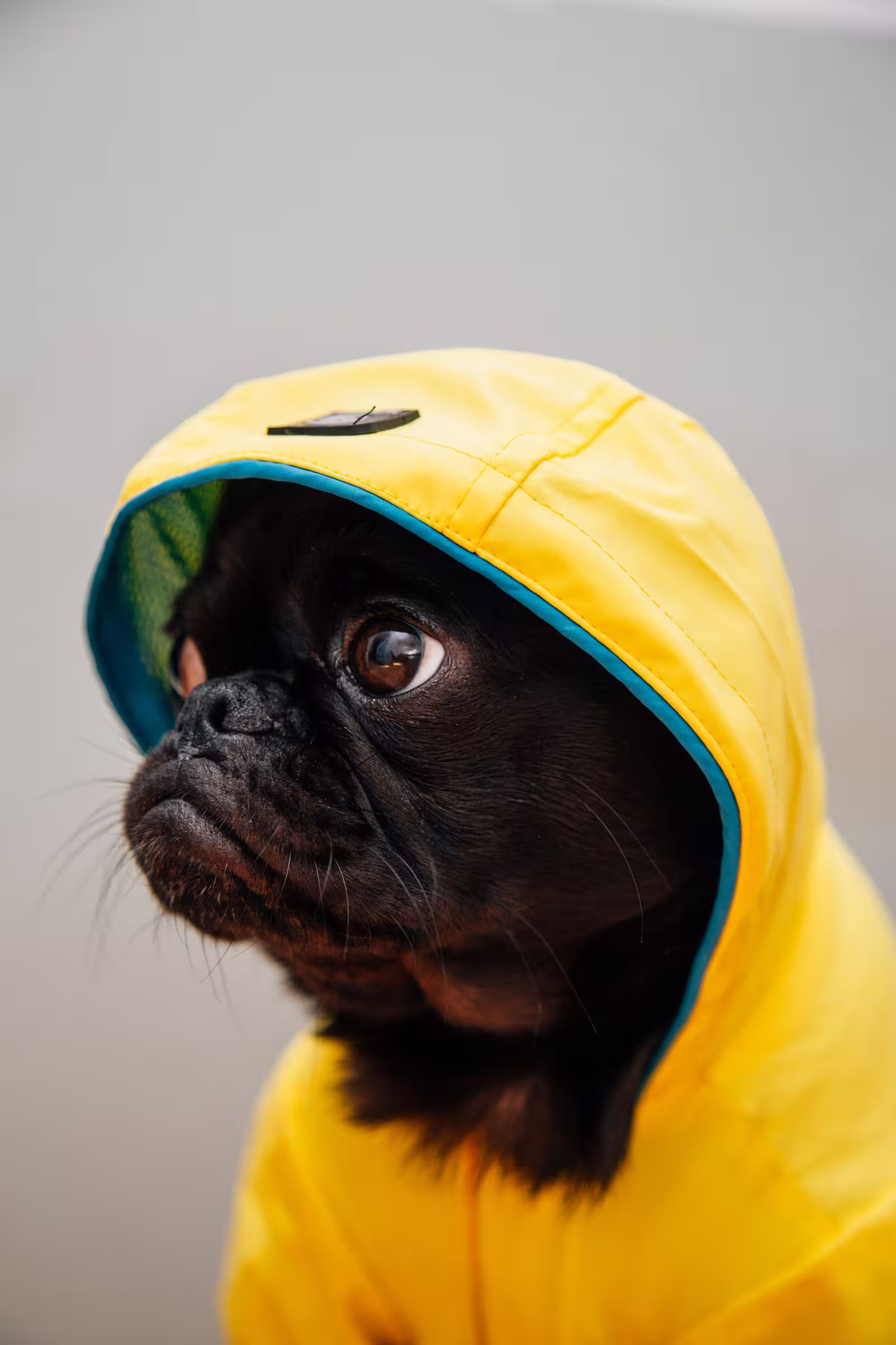 A dour looking pug in a yellow raincoat.
