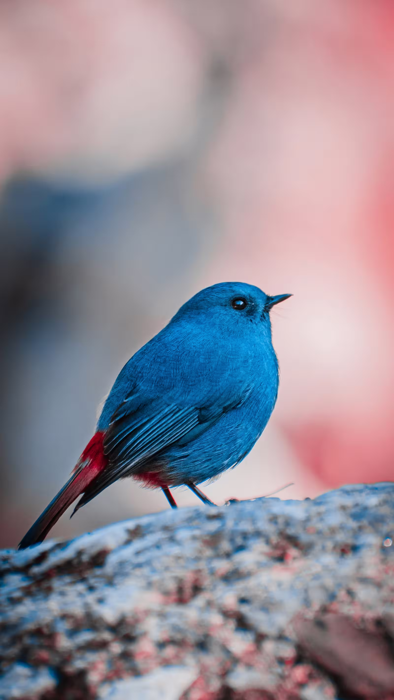 A Plumbeous Water Redstart, which is a small blue bird with a red tail, eyes the camera warily.